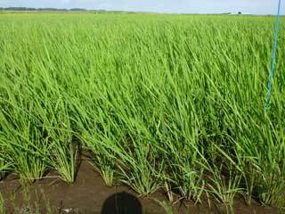 (クリックして拡大表示) 生育調査 生育調査