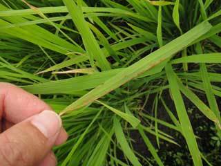 (クリックして拡大表示) いもち病発生です・・・ いもち病発生です・・・