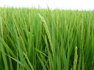 (クリックして拡大表示) 平成22年産「特別栽培ゆめひたち」 販売終了のお知らせ あきたこまちの穂