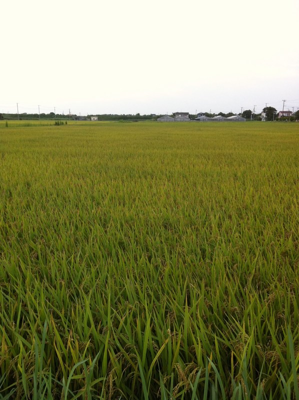 (クリックして拡大表示) 稲刈りが近づいてきました。 田んぼの風景2011/08/15