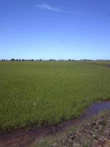 (¥¯¥ê¥Ã¥¯¤·¤Æ³ÈÂçɽ¼¨) ¥¢¥á¥ê¥«¡¡¥«¥ê¥Õ¥©¥ë¥Ë¥¢½£»ë»¡£² ÅĤó¤ÜÅĤó¤ÜÅĤó¤Ü¡Ä