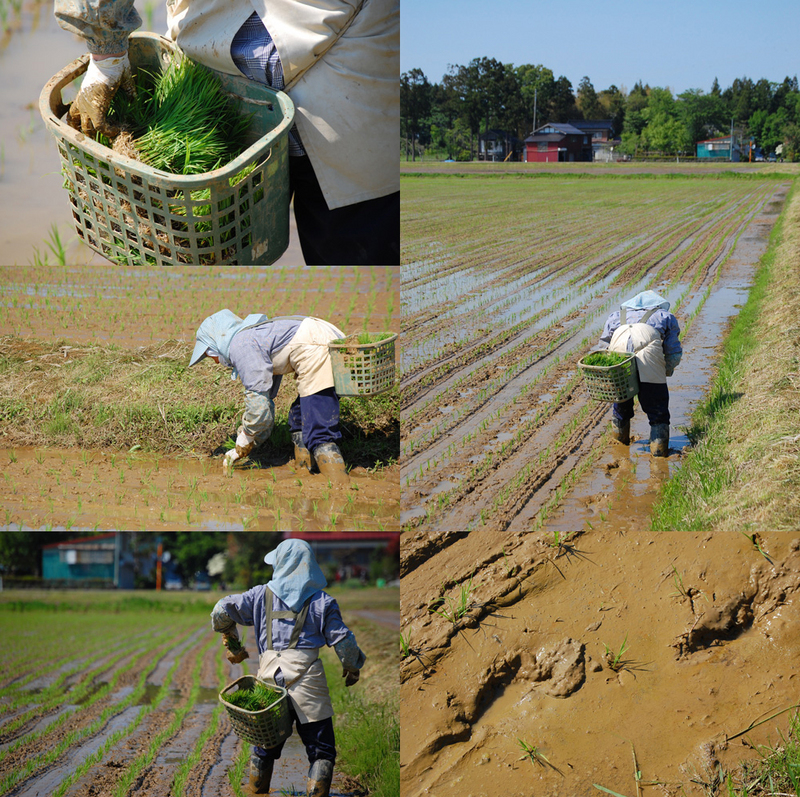 (クリックして拡大表示) 端植え(はじうえ) 端植え 補植