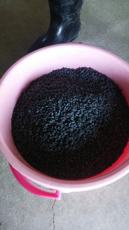 (クリックして拡大表示) 種蒔きの準備(鉄コーティング) 種もみを鉄粉でコーティングしたものです