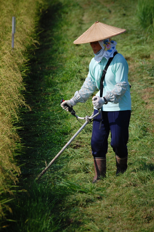 (クリックして拡大表示) あぜの草刈り 草刈り