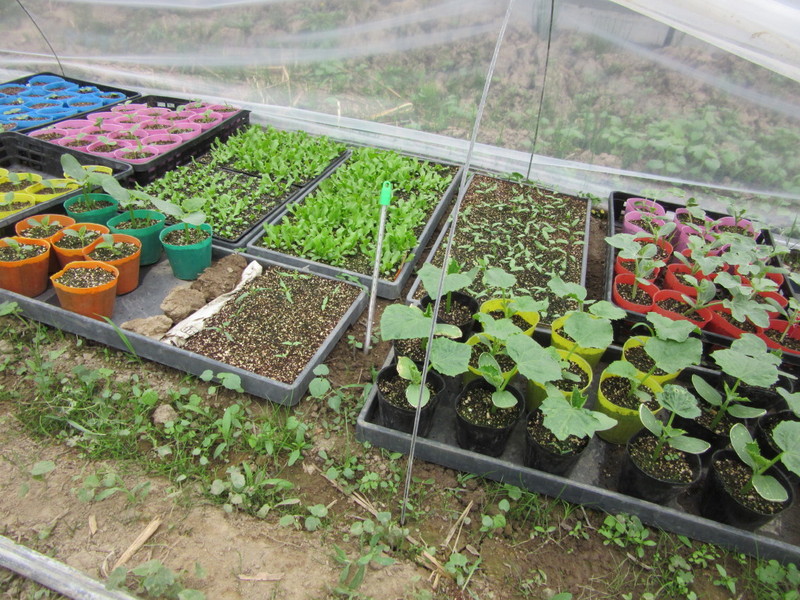 (クリックして拡大表示) 野菜の苗も順調に育っています。 早く大きくなあーれ!