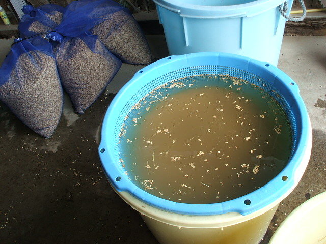 (クリックして拡大表示) 今年は豊作を願っています。 種籾の浸漬作業