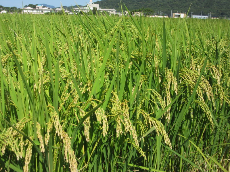 (クリックして拡大表示) 台風の被害が無いように。 実るほど頭を垂れる稲穂かな。