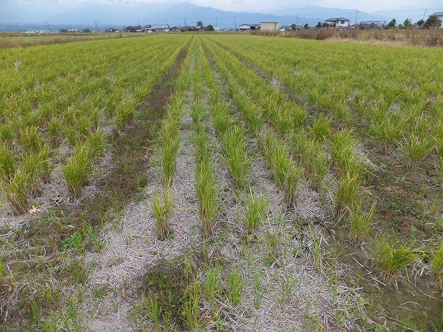 (クリックして拡大表示) いま田植え? にろく