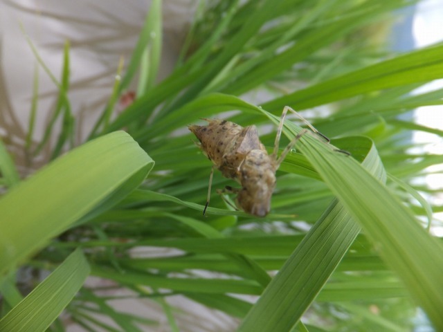 (クリックして拡大表示) 宜しくお願いいたします トンボが飛び立ちました