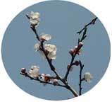 (クリックして拡大表示) ☆春☆ ★梅・開花しました★