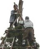 (クリックして拡大表示) ☆冬囲いもご苦労様☆ ★囲いを外す作業です★