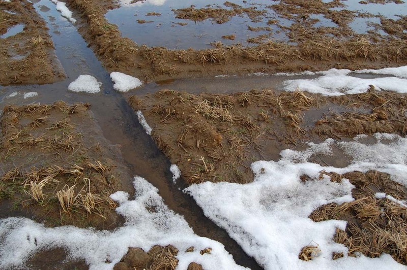 (クリックして拡大表示) 雪が融けてまた積もる 田んぼ