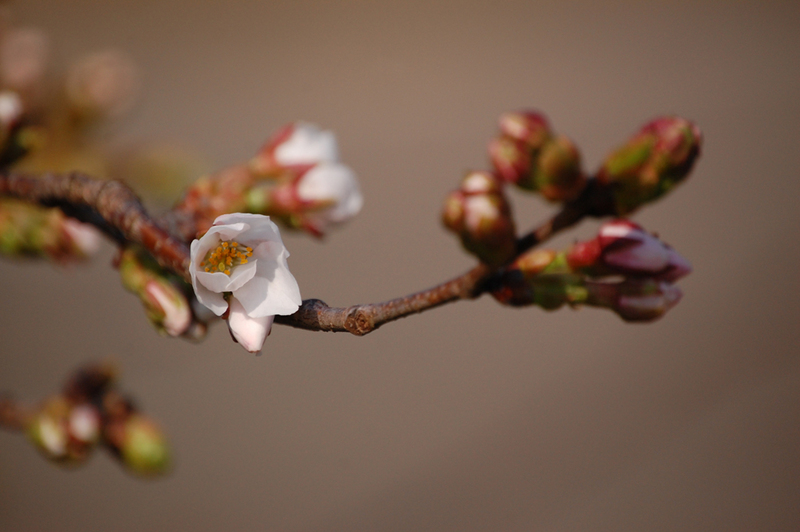 (クリックして拡大表示) 桜開花宣言 ソメイヨシノ開花