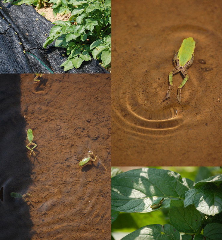 (クリックして拡大表示) カエルの畑(6月末) ミニサイズの雨蛙(アマガエル)