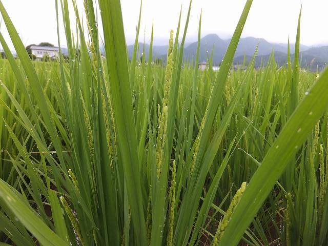 (クリックして拡大表示) いよいよ出穂 出穂
