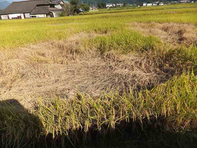 (クリックして拡大表示) 稲刈りに向けていよいよ秒読みです。 うんかの被害