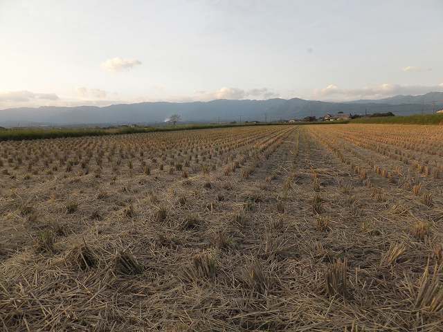 (クリックして拡大表示) 稲刈りが終了 稲株