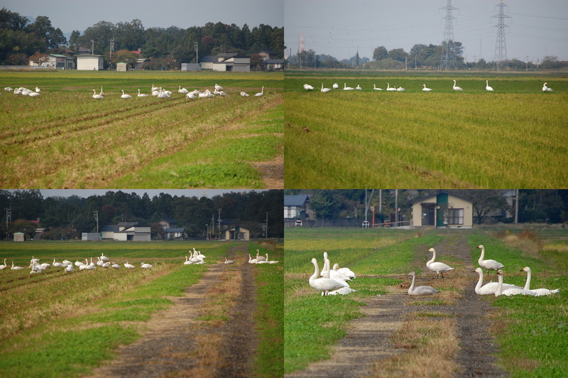(クリックして拡大表示) 白鳥(コハクチョウ)の飛来 白鳥(コハクチョウ)