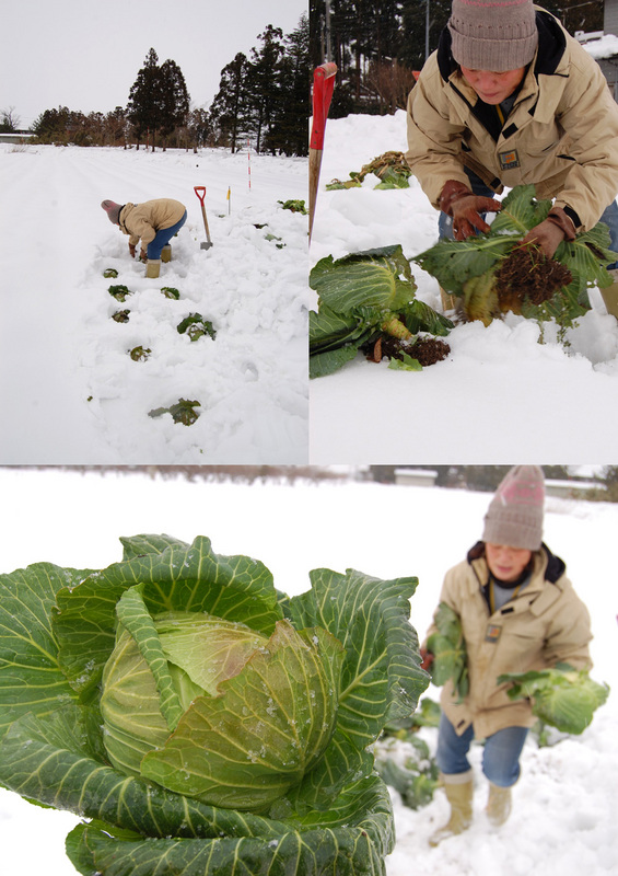 (クリックして拡大表示) 雪の下のキャベツ 雪の下のキャベツ