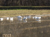 冬季湛水初期は白鳥が飛来