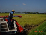 (クリックして拡大表示) 稲刈りを始めました 早生品種【ふさおとめ】稲刈り開始