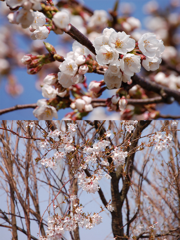 (クリックして拡大表示) 我が家の桜、開花しました! 染井吉野(ソメイヨシノ)と、枝垂桜(シダレザクラ)