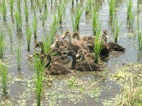 ¤ï¤¿¤Ê¤Ù¤µ¤ó¤Á¤Î¥³¥·¥Ò¥«¥ê