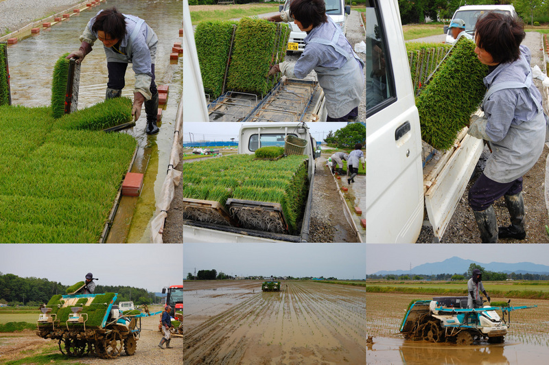 (クリックして拡大表示) 苗運びをして、田植え 苗運びと田植え