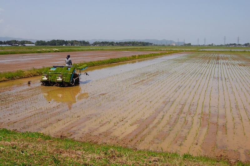 (クリックして拡大表示) 無農薬田の田植え 無農薬田の田植え
