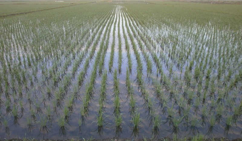 (¥¯¥ê¥Ã¥¯¤·¤Æ³ÈÂçɽ¼¨) ÅÄ¿¢¤¨¸å1¥ö·î¤¬¤¿¤Á¤Þ¤·¤¿¡£ ÅÄ¿¢¤¨¸å1¥õ·î·Ð¤Á¤Þ¤·¤¿