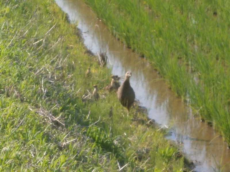 (¥¯¥ê¥Ã¥¯¤·¤Æ³ÈÂçɽ¼¨) ¥¥¸¤Î¿Æ»Ò¤òȯ¸« ¥¥¸¤Î