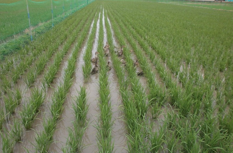 (¥¯¥ê¥Ã¥¯¤·¤Æ³ÈÂçɽ¼¨) °ð¤È°ì½ï¤Ë¥«¥â¤âÂ礤¯¤Ê¤ê¤Þ¤·¤¿¡£ ÊüÄ»¤«¤é1¥õ·î