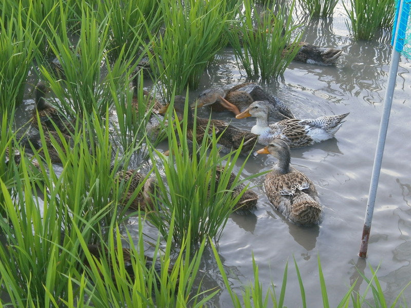 (¥¯¥ê¥Ã¥¯¤·¤Æ³ÈÂçɽ¼¨) ¥«¥â¤Þ¤â¤Ê¤¯°ú¤Ã±Û¤·¤Ç¤¹¡£ ¤Þ¤â¤Ê¤¯°ú¤Ã±Û¤·¤Ç¤¹¡£