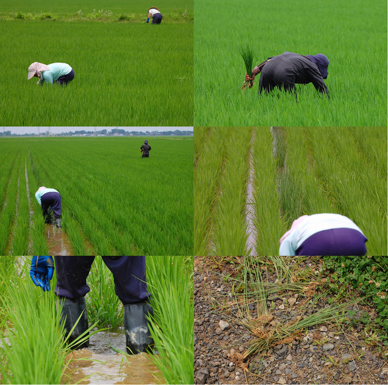 (クリックして拡大表示) 田んぼの草取り 田んぼの草取り