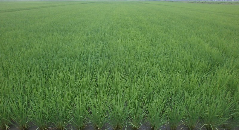 (¥¯¥ê¥Ã¥¯¤·¤Æ³ÈÂçɽ¼¨) ÅÄ¿¢¤¨¸åÆó¥«·î¤¬·Ð¤Á¤Þ¤·¤¿¡£ ÅÄ¿¢¤¨¸åÆó¥«·î¤¬·Ð¤Á¤Þ¤·¤¿¡£