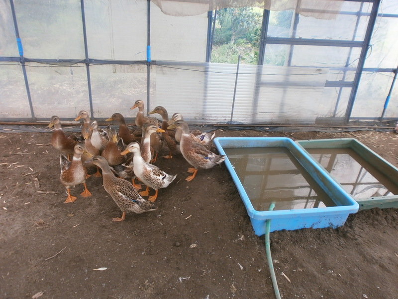 (¥¯¥ê¥Ã¥¯¤·¤Æ³ÈÂçɽ¼¨) ¥«¥â°ú¤Ã±Û¤·´°Î» ¥«¥â°ú¤Ã±Û¤·´°Î»