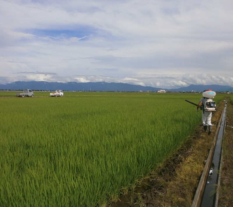 (¥¯¥ê¥Ã¥¯¤·¤Æ³ÈÂçɽ¼¨) ÊæÈî»¶ÉÛÃæ ÊæÈî»¶ÉÛ