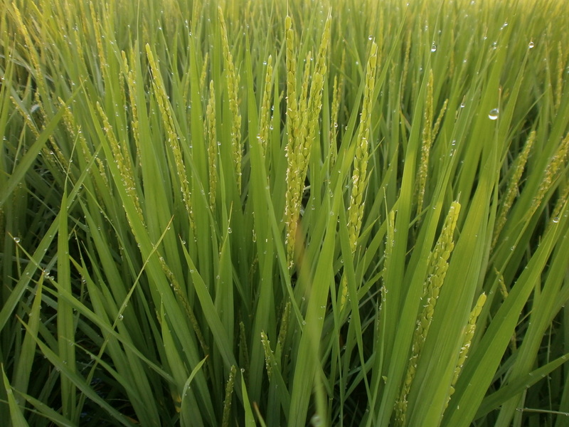 (¥¯¥ê¥Ã¥¯¤·¤Æ³ÈÂçɽ¼¨) ½ÐÊæ¤Ï¤¸¤Þ¤ë¡£ ½ÐÊæ¤Ï¤¸¤Þ¤ë¡£