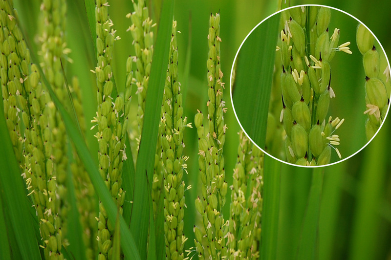 (クリックして拡大表示) 稲の花が咲いています 稲の花(黒米・朝紫)