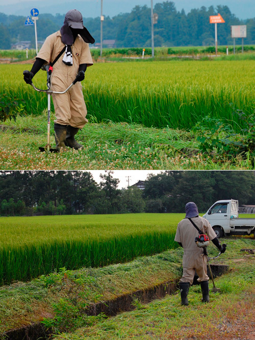 (クリックして拡大表示) 毎日草刈り 草刈り 除草