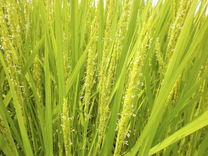 (¥¯¥ê¥Ã¥¯¤·¤Æ³ÈÂçɽ¼¨) ¥³¥·¥Ò¥«¥ê¤Î½ÐÊæ °ð¤Î²Ö