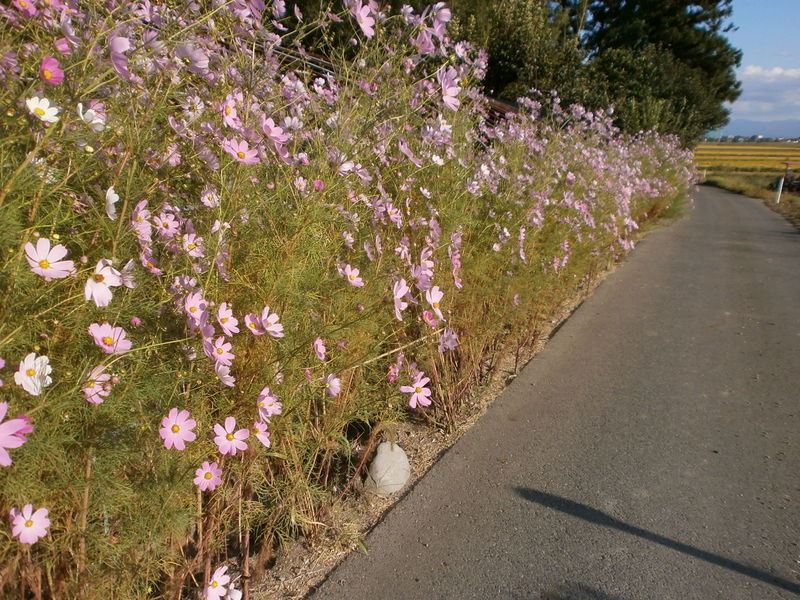 (¥¯¥ê¥Ã¥¯¤·¤Æ³ÈÂçɽ¼¨) ¥³¥¹¥â¥¹Ëþ³« ¥³¥¹¥â¥¹Ëþ³«