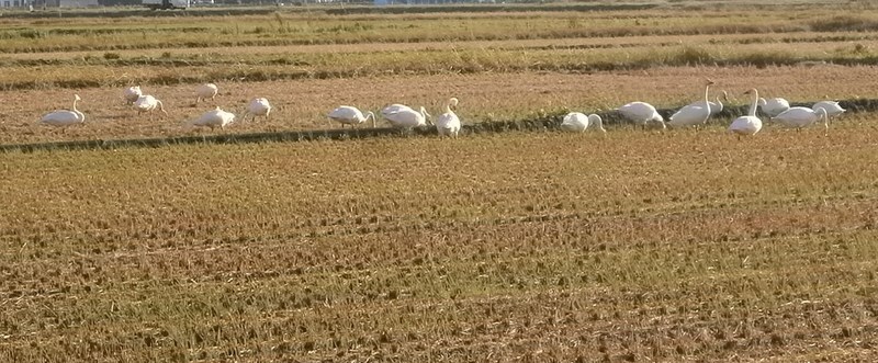 (¥¯¥ê¥Ã¥¯¤·¤Æ³ÈÂçɽ¼¨) º£Ç¯¤âÍè¤Þ¤·¤¿ÇòĻã¡£ ÇòÄ»