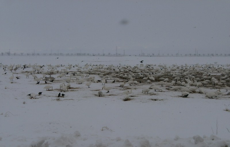 (¥¯¥ê¥Ã¥¯¤·¤Æ³ÈÂçɽ¼¨) ÇòÄ»¤ÎÂç·²¤Ç¤¹¡£ ÇòÄ»¤ÎÂç·²