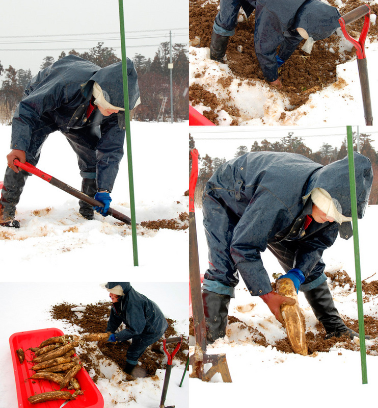 (クリックして拡大表示) 雪の下で野菜を保存する その2 雪の下で野菜を保存する