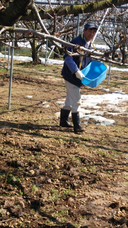 (クリックして拡大表示) 雪解けしたさくらんぼ畑に肥やしを! もりやくんちの 茂伸じいちゃんです!