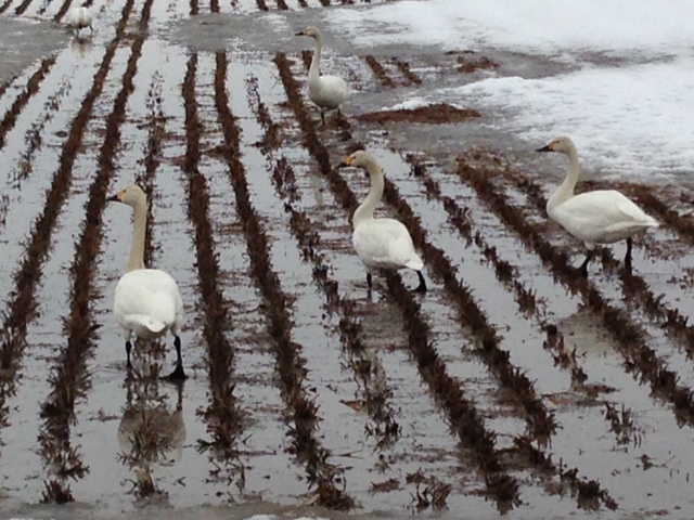 (クリックして拡大表示) 雪解けした田んぼに白鳥が〜♪ 近くの田んぼに白鳥が沢山遊びにきていました!