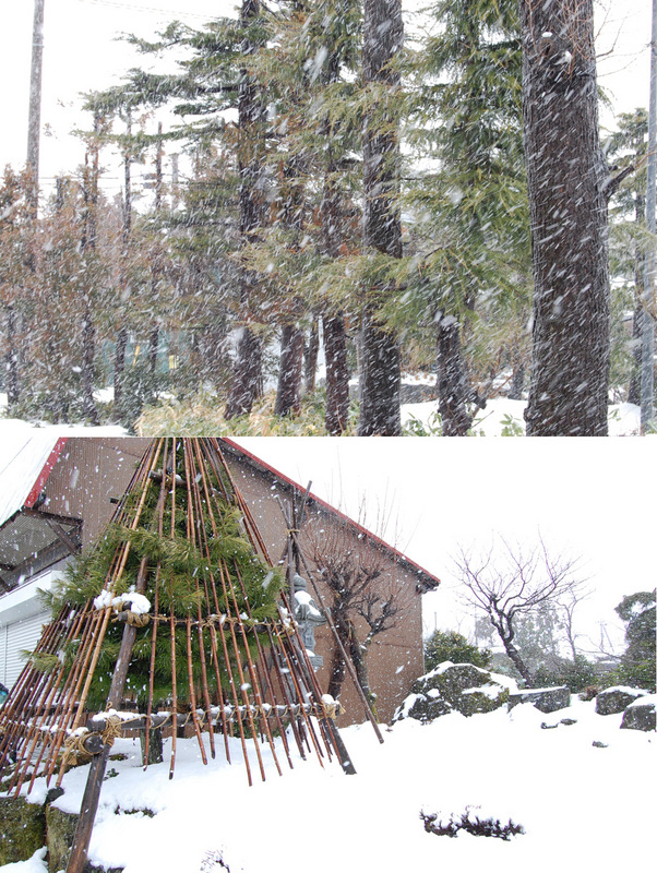 (クリックして拡大表示) 春の雪 雪