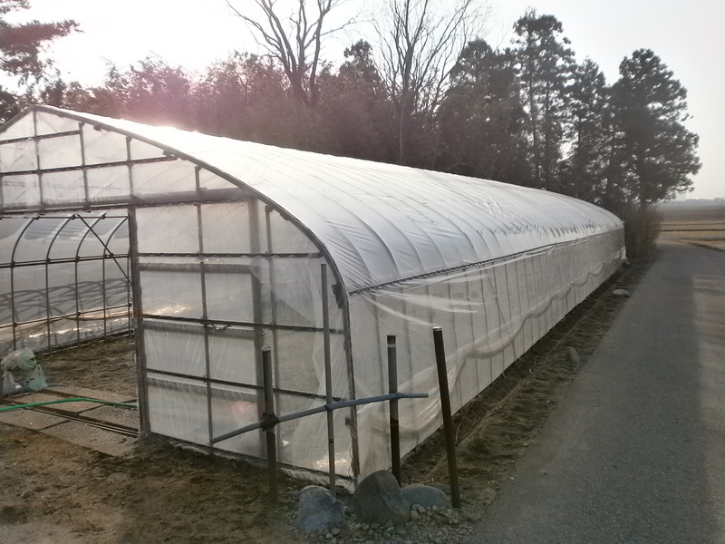 (クリックして拡大表示) 育苗ハウスのビニール張り ハウスのビニール張り