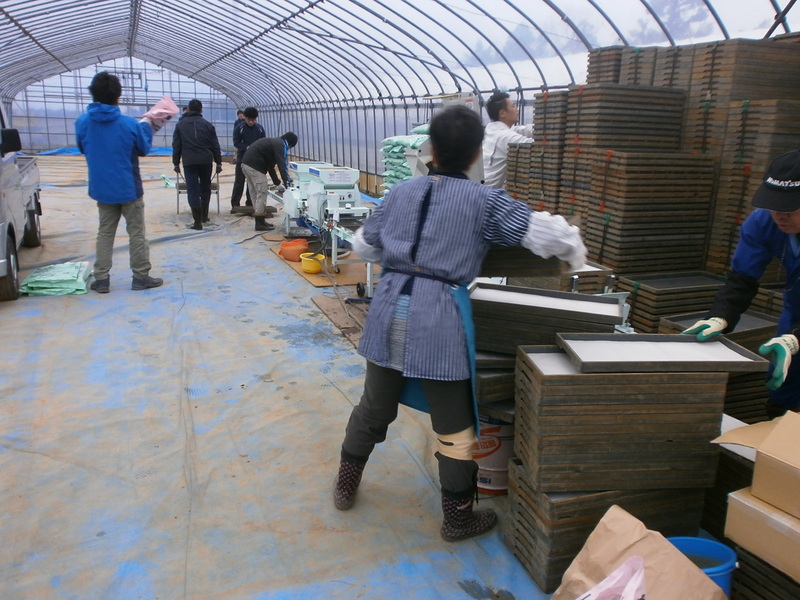 (クリックして拡大表示) H27年産の稲の種まきをしました。 種まき